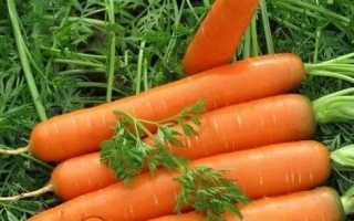 Посадка моркви навесні у відкритий грунт. Коли сіяти, як садити правильно