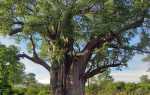 Сандалове дерево — чим пахне, властивості, ефірну олію, відео