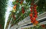Метод Терьохіних по вирощуванню томатів, жорстка пікіровка, відео