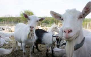Кормова база для кіз в козівництві, норми і правила годування тварин, відео