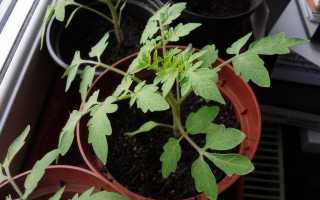 Правильне вирощування розсади томата. Посадка, умови, терміни