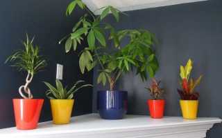 8 найбільш тіньолюбних кімнатних рослин. Кращі тіньовитривалі рослини для будинку. Види, опис, фото