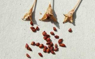Вирощування крокусів з насіння — осінній і весняний посів, відео