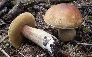 Види білих грибів — напівбілі, сосновий, королівський, відео