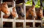 Догляд за кіньми — вміст у стайні, догляд, годування, відео
