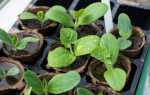 Патисони — вирощування через розсаду, терміни посіву насіння, відео