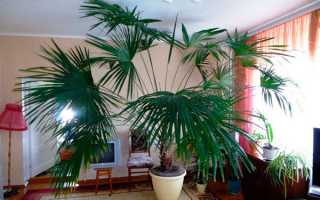 Хвороби пальми в домашніх умовах — плями, цвіль, відео