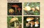 Трубчасті гриби — фото з описом їстівних, неїстівних та отруйних грибів, фото, відео