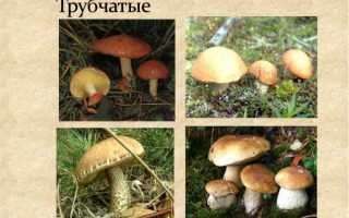 Трубчасті гриби — фото з описом їстівних, неїстівних та отруйних грибів, фото, відео