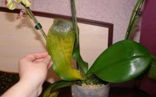 Хвороби орхідеї і способи їх лікування, що робити коли в’януть листя або з’являються липкі краплі на листових пластинах, фото, відео