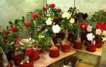 Адениум будинку — сорти обессум, огрядний, арабікум, троянда пустелі, квітка, фото, відео