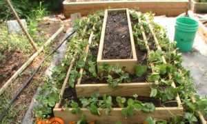 Вертикальні грядки для вирощування полуниці