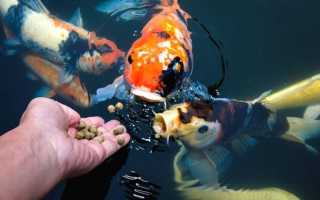 Корм для рибок акваріумних та ставкових — сухий, живий, відео