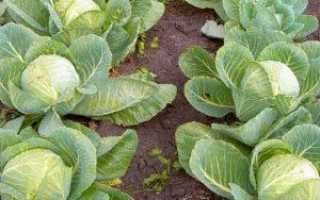Капуста білокачанна — вирощування і догляд, сорти капусти білокачанної з фото + відео