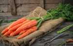 Як зберігати моркву взимку: де і при якій температурі, способи, строки та умови
