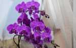 5 головних питань і відповідей по догляду за орхідеями в кімнатних умовах. фото