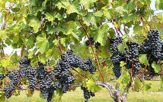 Як провести обрізку винограду влітку від непотрібних пагонів + відео