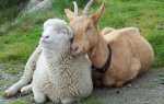 Віспа овець і кіз — як передається, поширення повітряно крапельним шляхом, природна вогнищеве захворювання, відео