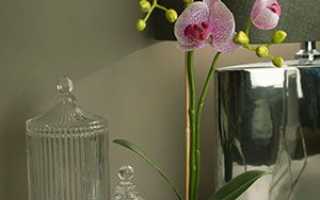 Які горщики для орхідей потрібні, як правильно вибрати ємність і посадити рослину, фото орхідей в горщиках, відео