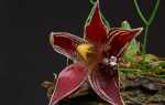 Пафінія — мініатюрна орхідея з величезними квітками. Догляд в кімнатних умовах. Види. фото