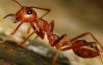 Способи боротьби з мурахами на пасіці народними методами, відео