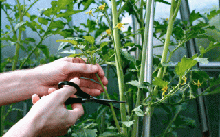 Як пасинкувати помідори в теплиці покроково з фото і відео