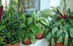 Калатея — догляд в домашніх умовах, як доглядати, щоб рослина радувало, фото, відео