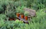 7 лікарських рослин для вашого саду