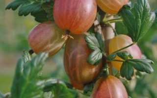 Агрус — як виростити велику ягоду, посадка і догляд, відео