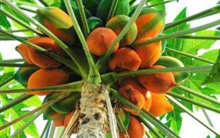 Динне дерево — папайя, посадка і догляд, фото з описом, відео