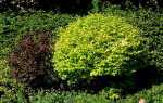 Жовті рослини в саду, огляд видів чагарників з жовтим листям, відео