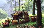 Вересень саду — збір врожаю, підгодівля дерев і чагарників, обрізка винограду, відео