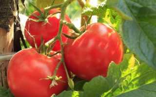 Вирощування розсади томатів в домашніх умовах