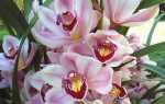 Горщики для орхідей — як вибрати, кашпо, миски, відео