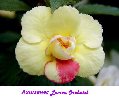 Ахименес Lemon Orchard