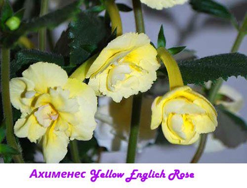 Ахименес Yellow English Rose