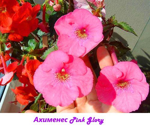 Ахименес Pink Glory