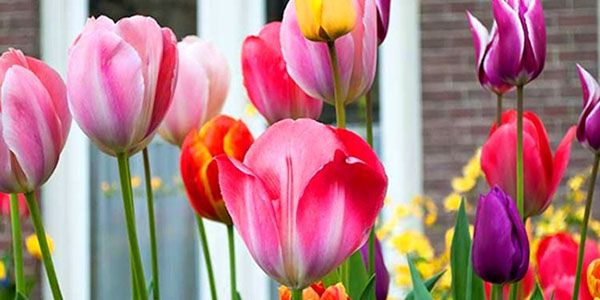 цвітіння тюльпанів