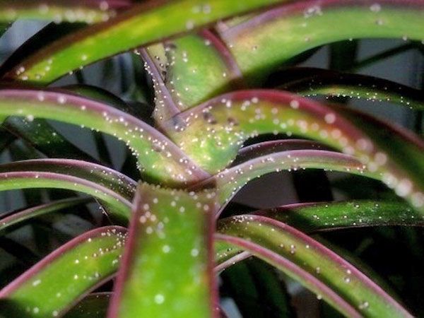Поява щитівки на драцені може привести до загибелі рослини