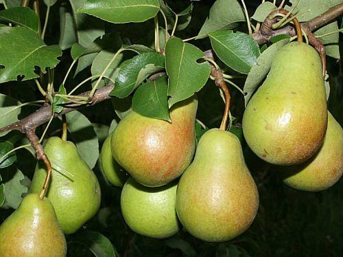 стиглі плоди груші
