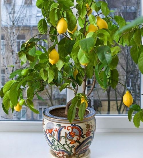 як доглядати за лимоном