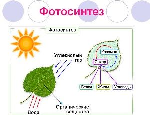 фотосинтез
