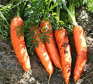 Морква в відкритому грунті