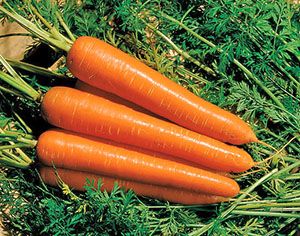 Середньостигла морква Тіп-Топ