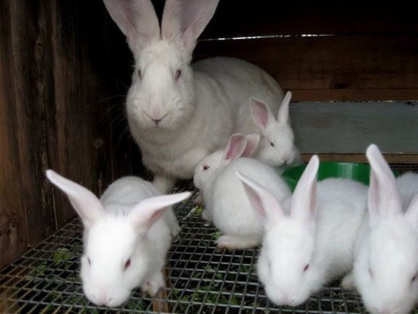 сімейство кролів в клітці