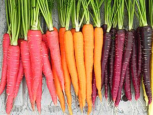 Плоди моркви різних кольорів