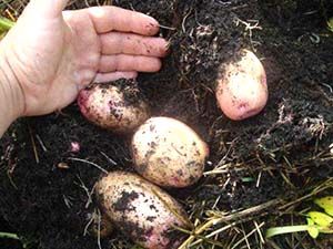 Урожай картоплі пізньої посадки