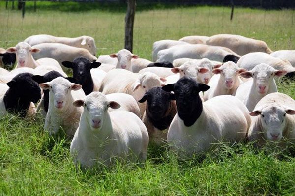 Поголів'я овець на пасовище