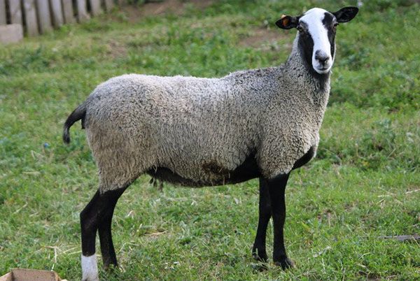 Романовська порода овець
