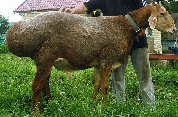 Гиссарськая порода овець - яскравий представник мясосального різновиди